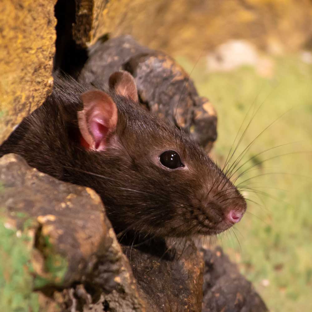 Rodents