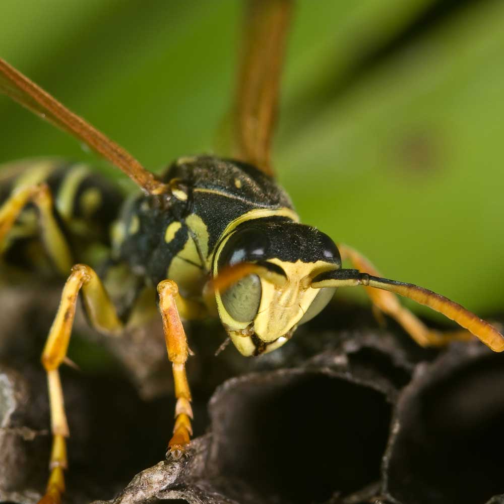Wasps